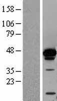 HNRNPD / AUF1 Protein - Western validation with an anti-DDK antibody * L: Control HEK293 lysate R: Over-expression lysate