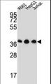 HNRNPDL / hnRNP D Antibody - HNRPDL Antibody western blot of K562,HepG2,Jurkat cell line lysates (35 ug/lane). The HNRPDL antibody detected the HNRPDL protein (arrow).