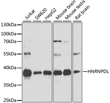 HNRNPDL / hnRNP D Antibody - Western blot analysis of extracts of various cell lines, using HNRNPDL antibody at 1:1000 dilution. The secondary antibody used was an HRP Goat Anti-Rabbit IgG (H+L) at 1:10000 dilution. Lysates were loaded 25ug per lane and 3% nonfat dry milk in TBST was used for blocking. An ECL Kit was used for detection and the exposure time was 30s.
