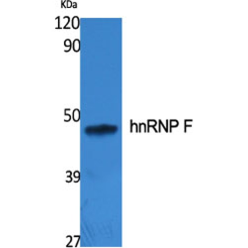 HNRNPF / hnRNP F Antibody - Western blot of hnRNP F antibody
