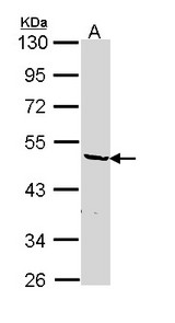 HNRNPF / hnRNP F Antibody - Sample (30 ug of whole cell lysate). A: Hep G2 . 10% SDS PAGE. HNRNPF antibody diluted at 1:1000.