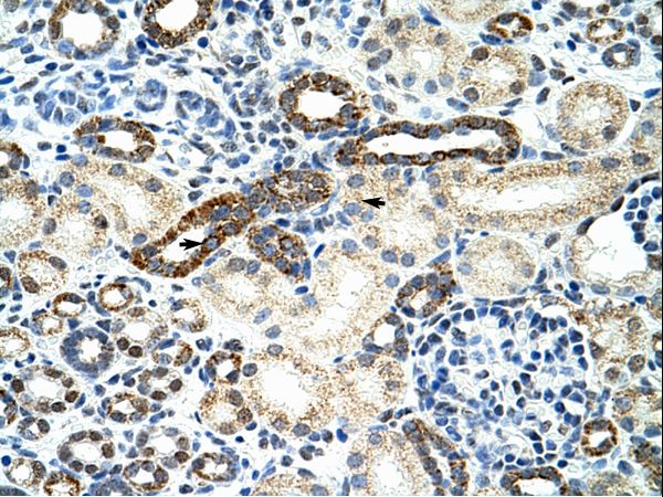 HNRNPF / hnRNP F Antibody - HNRNPF / hnRNP F antibody ARP40565_T100-NP_004957-HNRPF (heterogeneous nuclear ribonucleoprotein F) Antibody was used in IHC to stain formalin-fixed, paraffin-embedded human kidney.  This image was taken for the unconjugated form of this product. Other forms have not been tested.
