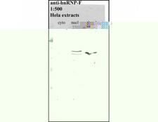HNRNPF / hnRNP F Antibody - Western blot of HNRNPF antibody.
