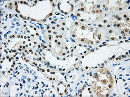 HNRNPF / hnRNP F Antibody - Immunohistochemical staining of paraffin-embedded Human Kidney tissue using anti-HNRNPF mouse monoclonal antibody.