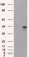 HNRNPF / hnRNP F Antibody - HEK293T cells were transfected with the pCMV6-ENTRY control (Left lane) or pCMV6-ENTRY HNRNPF (Right lane) cDNA for 48 hrs and lysed. Equivalent amounts of cell lysates (5 ug per lane) were separated by SDS-PAGE and immunoblotted with anti-HNRNPF.