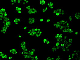 HNRNPF / hnRNP F Antibody - Immunofluorescent staining of HepG2 cells using anti-HNRNPF mouse monoclonal antibody.