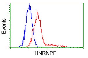 HNRNPF / hnRNP F Antibody - Flow cytometric Analysis of Hela cells, using anti-HNRNPF antibody, (Red), compared to a nonspecific negative control antibody, (Blue).