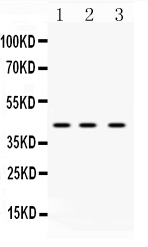 HNRNPF / hnRNP F Antibody - Western blot - Anti-HnRNP F Picoband Antibody