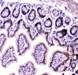 HNRNPF / hnRNP F Antibody - IHC analysis of HnRNPF using anti-HnRNPF antibody. HnRNPF was detected in paraffin-embedded section of mouse intestine tissues. Heat mediated antigen retrieval was performed in citrate buffer (pH6, epitope retrieval solution) for 20 mins. The tissue section was blocked with 10% goat serum. The tissue section was then incubated with 1µg/ml rabbit anti-HnRNPF Antibody overnight at 4°C. Biotinylated goat anti-rabbit IgG was used as secondary antibody and incubated for 30 minutes at 37°C. The tissue section was developed using Strepavidin-Biotin-Complex (SABC) with DAB as the chromogen.