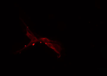 HNRNPF / hnRNP F Antibody - Staining HepG2 cells by IF/ICC. The samples were fixed with PFA and permeabilized in 0.1% Triton X-100, then blocked in 10% serum for 45 min at 25°C. The primary antibody was diluted at 1:200 and incubated with the sample for 1 hour at 37°C. An Alexa Fluor 594 conjugated goat anti-rabbit IgG (H+L) antibody, diluted at 1/600, was used as secondary antibody.