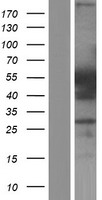 HNRNPF / hnRNP F Protein - Western validation with an anti-DDK antibody * L: Control HEK293 lysate R: Over-expression lysate