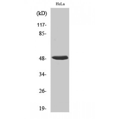 HNRNPH1 / hnRNP H Antibody - Western blot of hnRNP H antibody