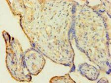 HNRNPH1 / hnRNP H Antibody - Immunohistochemistry of paraffin-embedded human placenta tissue using antibody at 1:100 dilution.  This image was taken for the unconjugated form of this product. Other forms have not been tested.