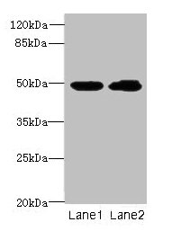 HNRNPH1 / hnRNP H Antibody - Western blot All lanes: Heterogeneous nuclear ribonucleoprotein H antibody at 8µg/ml Lane 1: HepG2 whole cell lysate Lane 2: MCF-7 whole cell lysate Secondary Goat polyclonal to rabbit IgG at 1/10000 dilution Predicted band size: 49 kDa Observed band size: 49 kDa