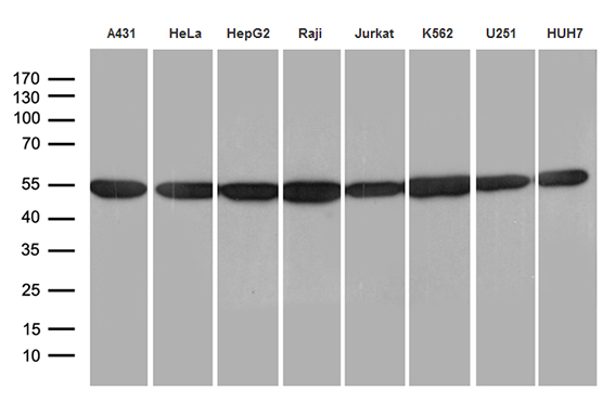 HNRNPH1 / hnRNP H Antibody - Western blot analysis of extracts. (35ug) from 8 different cell lines by using anti-HNRNPH1 monoclonal antibody. (1:500)