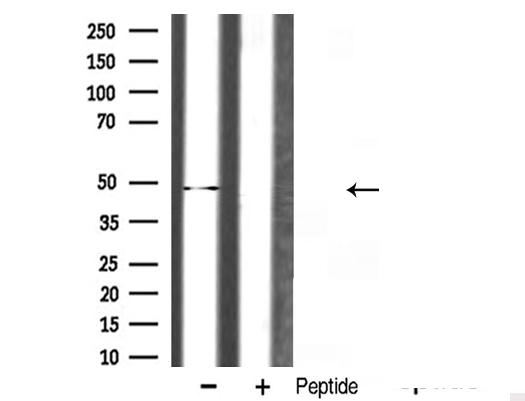 HNRNPH1 / hnRNP H Antibody - Western blot analysis of hnRNP H expression in mouse lung lysate