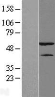 HNRNPH1 / hnRNP H Protein - Western validation with an anti-DDK antibody * L: Control HEK293 lysate R: Over-expression lysate