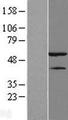 HNRNPH1 / hnRNP H Protein - Western validation with an anti-DDK antibody * L: Control HEK293 lysate R: Over-expression lysate