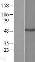 HNRNPH2 / hnRNP H2 Protein - Western validation with an anti-DDK antibody * L: Control HEK293 lysate R: Over-expression lysate
