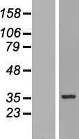 HNRNPH3 / hnRNP H3 Protein - Western validation with an anti-DDK antibody * L: Control HEK293 lysate R: Over-expression lysate