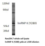 HNRNPK / hnRNP K Antibody - Western blot of hnRNP K (Y280) pAb in extracts from raw264.7 cells.