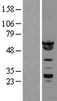 HNRNPK / hnRNP K Protein - Western validation with an anti-DDK antibody * L: Control HEK293 lysate R: Over-expression lysate