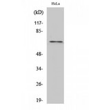 HNRNPL / hnRNP L Antibody - Western blot of hnRNP L antibody