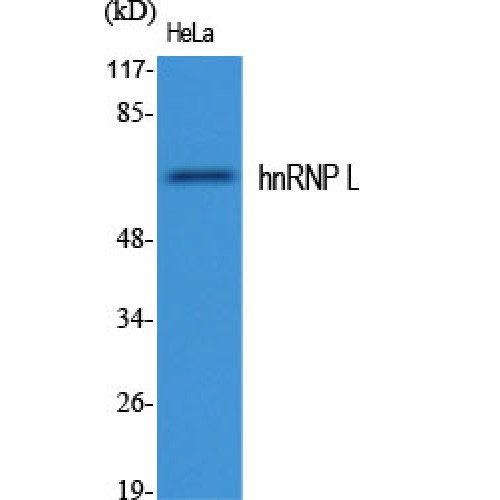 HNRNPL / hnRNP L Antibody - Western blot of hnRNP L antibody