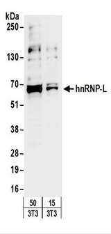 HNRNPL / hnRNP L Antibody - Detection of Mouse hnRNP-L by Western Blot. Samples: Whole cell lysate from mouse NIH3T3 (15 and 50 ug) cells. Antibodies: Affinity purified rabbit anti-hnRNP-L antibody used for WB at 0.4 ug/ml. Detection: Chemiluminescence with an exposure time of 10 seconds.