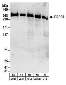 HNRNPL / hnRNP L Antibody - Detection of human and mouse PRPF8 by western blot. Samples: Whole cell lysate from HEK293T (15 and 50 µg), HeLa (50µg), Jurkat (50µg), and mouse NIH 3T3 (50µg) cells. Antibodies: Affinity purified rabbit anti-PRPF8 antibody used for WB at 0.1 µg/ml. Detection: Chemiluminescence with an exposure time of 3 minutes.