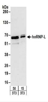 HNRNPL / hnRNP L Antibody - Detection of Mouse hnRNP-L by Western Blot. Samples: Whole cell lysate (15 and 50 ug) from mouse NIH3T3 cells. Antibodies: Affinity purified rabbit anti-hnRNP-L antibody used for WB at 0.4 ug/ml. Detection: Chemiluminescence with an exposure time of 10 seconds.