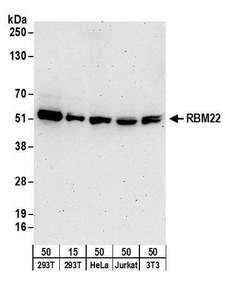 HNRNPL / hnRNP L Antibody - Detection of human and mouse RBM22 by western blot. Samples: Whole cell lysate from HEK293T (15 and 50 µg), HeLa (50µg), Jurkat (50µg), and mouse NIH 3T3 (50µg) cells. Antibodies: Affinity purified rabbit anti-RBM22 antibody used for WB at 0.1 µg/ml. Detection: Chemiluminescence with an exposure time of 3 minutes.
