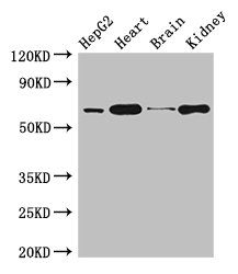 HNRNPL / hnRNP L Antibody - Western Blot Positive WB detected in: HepG2 whole cell lysate, Mouse heart tissue, Mouse brain tissue, Mouse kidney tissue All lanes: HNRNPL antibody at 3µg/ml Secondary Goat polyclonal to rabbit IgG at 1/50000 dilution Predicted band size: 65, 51 kDa Observed band size: 65 kDa