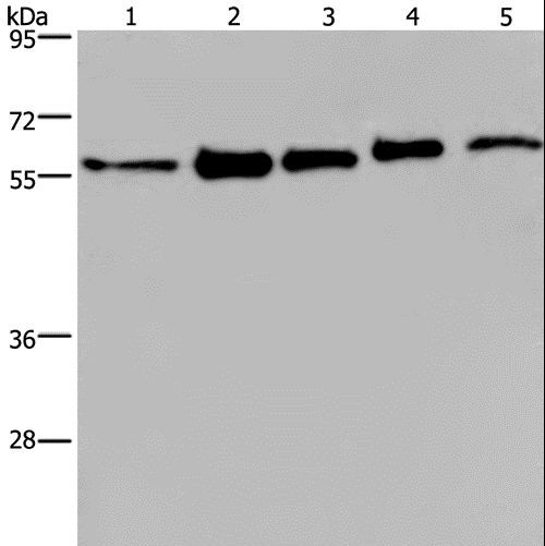 HNRNPL / hnRNP L Antibody - Western blot analysis of MCF-7, 293T, A549, HeLa and HepG2 cell, using HNRNPL Polyclonal Antibody at dilution of 1:450.