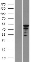 HNRNPL / hnRNP L Protein - Western validation with an anti-DDK antibody * L: Control HEK293 lysate R: Over-expression lysate