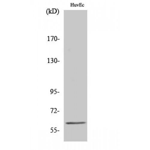 HnRNPLL / HNRPLL Antibody - Western blot of hnRNP LL antibody
