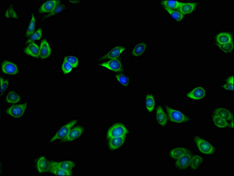 HnRNPLL / HNRPLL Antibody - Immunofluorescent analysis of HepG2 cells using HNRNPLL Antibody at a dilution of 1:100 and Alexa Fluor 488-congugated AffiniPure Goat Anti-Rabbit IgG(H+L)
