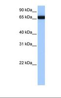 HnRNPLL / HNRPLL Antibody - 721_B cell lysate. Antibody concentration: 1.0 ug/ml. Gel concentration: 12%.  This image was taken for the unconjugated form of this product. Other forms have not been tested.