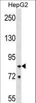 HNRNPR / hnRNP R Antibody - HNRNPR Antibody western blot of HepG2 cell line lysates (35 ug/lane). The HNRNPR antibody detected the HNRNPR protein (arrow).