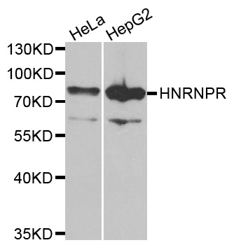 HNRNPR / hnRNP R Antibody - Western blot analysis of extracts of various cell lines.