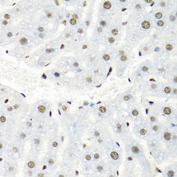 HNRNPR / hnRNP R Antibody - Immunohistochemistry of paraffin-embedded mouse liver tissue.