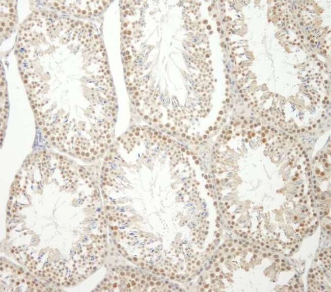 HNRNPUL1 Antibody - Detection of Mouse E1B-AP5 by Immunohistochemistry. Sample: FFPE section of mouse testis. Antibody: Affinity purified rabbit anti-E1B-AP5 used at a dilution of 1:500.