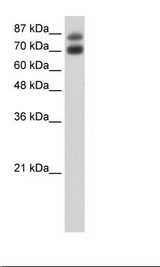 HNRNPUL1 Antibody - Raji Cell Lysate.  This image was taken for the unconjugated form of this product. Other forms have not been tested.