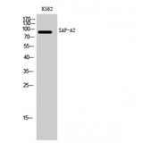 HNRNPUL2 Antibody - Western blot of SAF-A2 antibody