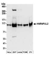 HNRNPUL2 Antibody - Detection of human and mouse HNRNPUL2 by western blot. Samples: Whole cell lysate (50 µg) from HeLa, HEK293T, Jurkat, mouse TCMK-1, and mouse NIH 3T3 cells prepared using NETN lysis buffer. Antibodies: Affinity purified rabbit anti-HNRNPUL2 antibody used for WB at 0.1 µg/ml. Detection: Chemiluminescence with an exposure time of 30 seconds.
