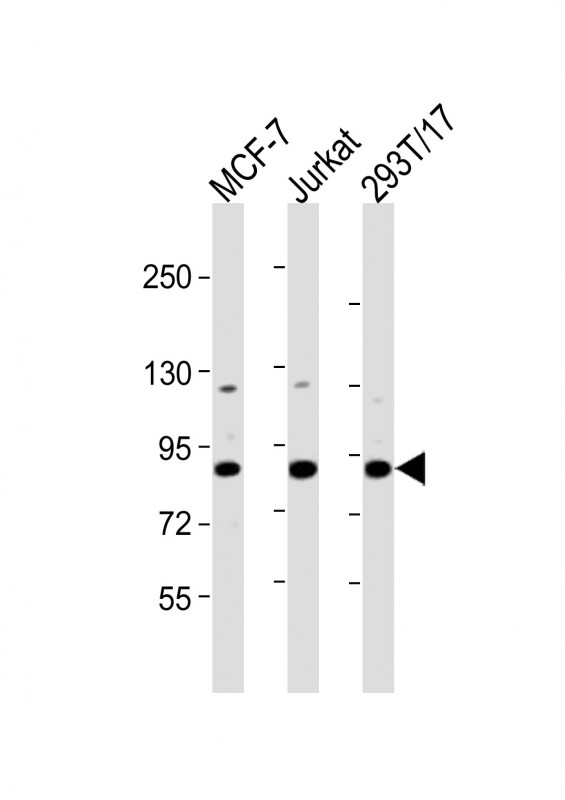 HNRNPUL2 Antibody - All lanes: Anti-HNRNPUL2 Antibody (Center) at 1:2000 dilution. Lane 1: MCF-7 whole cell lysates. Lane 2: Jurkat whole cell lysates. Lane 3: 293T/17 whole cell lysates Lysates/proteins at 20 ug per lane. Secondary Goat Anti-Rabbit IgG, (H+L), Peroxidase conjugated at 1:10000 dilution. Predicted band size: 85 kDa. Blocking/Dilution buffer: 5% NFDM/TBST.