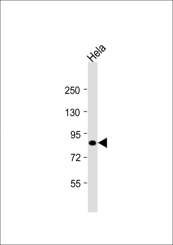 HNRNPUL2 Antibody - Anti-HNRNPUL2 Antibody (Center)at 1:8000 dilution + HeLa whole cell lysates Lysates/proteins at 20 ug per lane. Secondary Goat Anti-Rabbit IgG, (H+L), Peroxidase conjugated at 1:10000 dilution. Predicted band size: 85 kDa. Blocking/Dilution buffer: 5% NFDM/TBST.