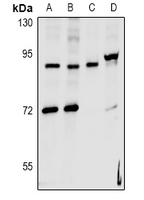 HNRNPUL2 Antibody - Western blot analysis of hnRNP UL2 expression in Jurkat (A), HepG2 (B), MEF (C), PC12 (D) whole cell lysates.