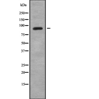 HNRNPUL2 Antibody - Western blot analysis SAF-A2 using HepG2 whole cells lysates