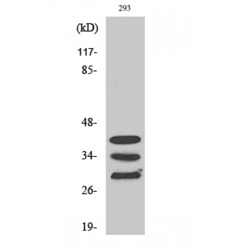 HNRPA1 / HnRNP A1 Antibody - Western blot of hnRNP A1 antibody